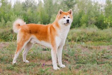 Naklejka na ściany i meble Male purebred Japanese dog Akita inu