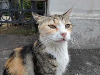 Beautiful cute cat portrait close up