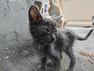 Beautiful cute cat portrait close up