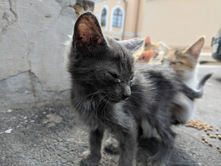 Beautiful cute cat portrait close up