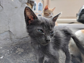 Beautiful cute cat portrait close up