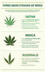 Three Main Strains of Weed vertical infographic