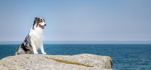 Hübscher Hund steht auf einem Felsen im Hintergrund blauer Himmel und Meer