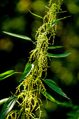 stinging nettle with eatable seeds
