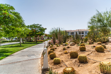 Close up of trees on luxury hotel pool and recreation area background. Travel concept.