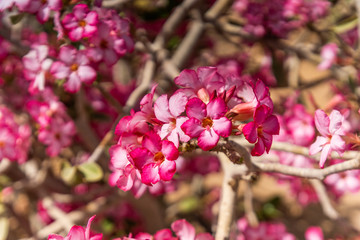 Close up of blooming flowers on luxury hotel pool and recreation area background. Travel concept.