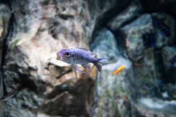 fish in an aquarium