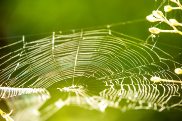 spider web with green blurred background