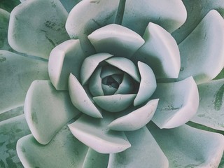 Close-up of a succulent plant