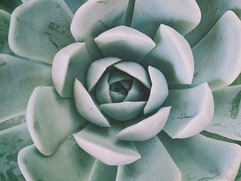 Full frame Close-up of an Echeveria succulent plant