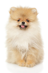 Cute Pomeranian Spitz puppy on white background
