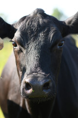 Cattle (Cows) in a Kentucky Pasture
