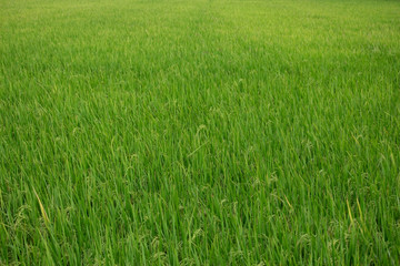 Rice paddy field in Thailand