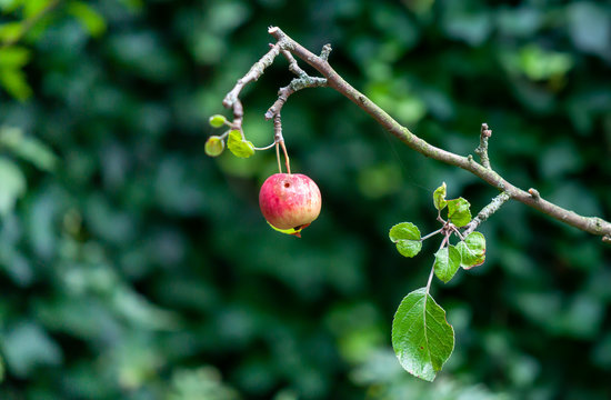 Purpurroter Cousinot apfel
