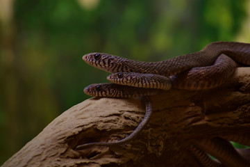 venomous snakes 