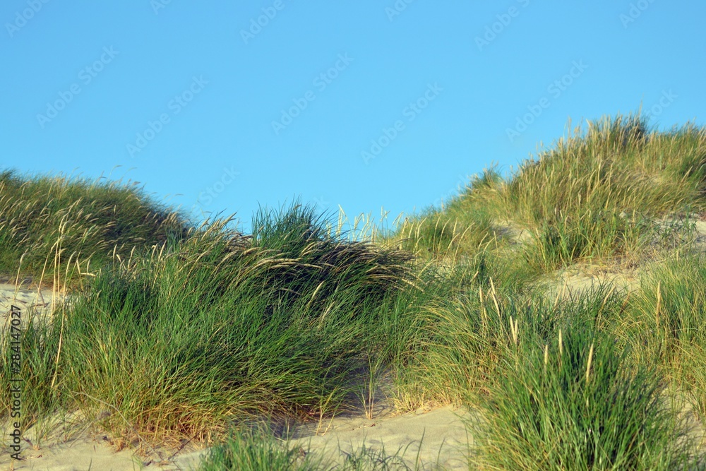 Wall mural dünenlandschaft