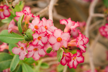 Obraz premium Close up of blooming flowers on luxury hotel pool and recreation area background. Travel concept.