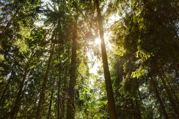 Sonnenlicht bricht durch dichten Nadelwald mit Farnen und grünem Unterholz Dickicht, mystischer Wald gesund, natürlich