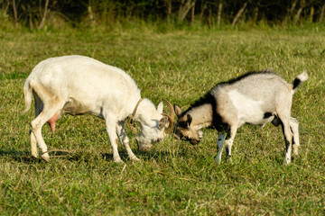 Obraz na płótnie Canvas Duel between a white goat and a gray alpine mountain goat. Selective focus. White goat with curved horns crashed its head into the forehead of gray alpine mountain goat. Blurry background.