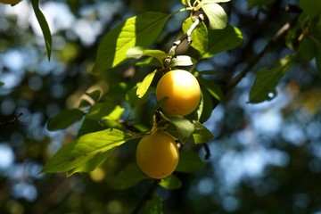 Yellow plums 03