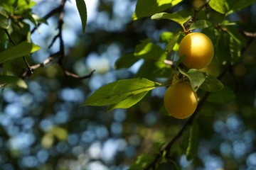yellow plum 04