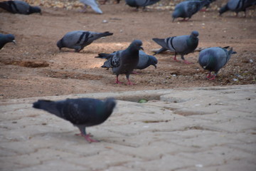 Fototapeta premium birds