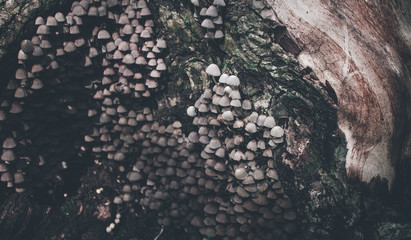 Mushrooms that grow on wet timber.