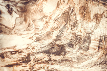 Old wood background, texture of bark wood use as natural background