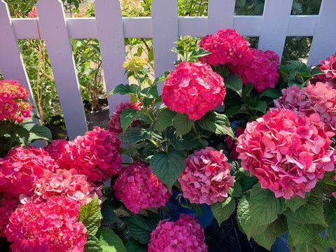 Summer crush pink  hydrangeas flowering plants 