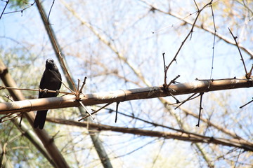 birds