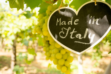 Horizontal View of Close Up of Blackboard with the sentence Made in Italy in Blurred Plantation of White Table Grapes at Midday in August in Italy