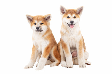 Akita, beautiful dogs, thoroughbred dogs
