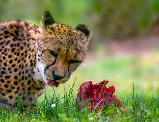 a big cat cheetah while eating the prey