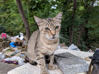 Beautiful cute cat portrait close up