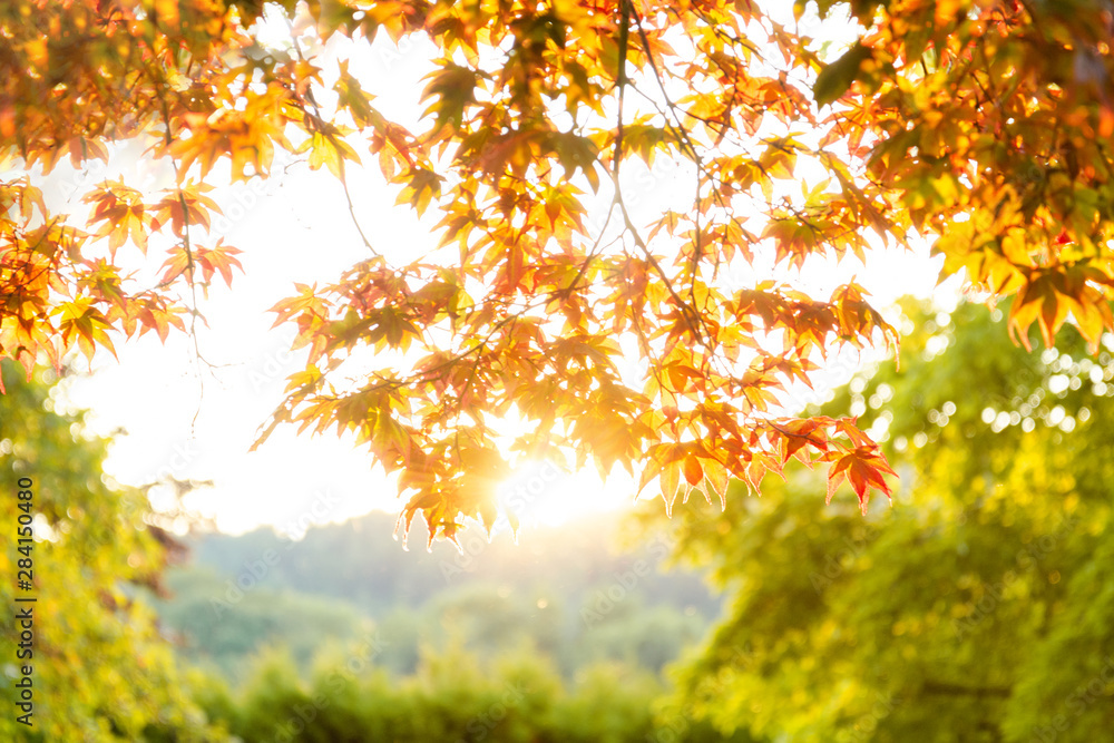 Wall mural autumn. view of orange maple foliage and trees with green foliage in the background with light. the 