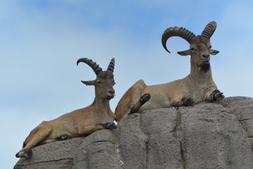 goats on the mountain