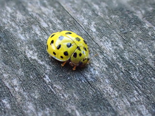 yellow ladybug