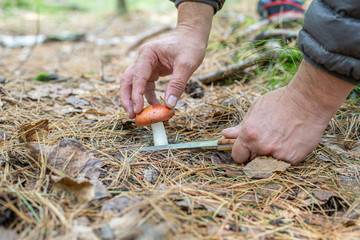 Close up hands cut a wegetable mushroom in a forest with a knife.