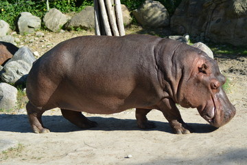 Walking hippo