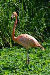 flamingo