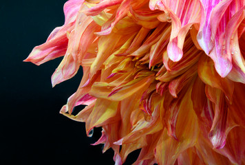 pink flower on black background