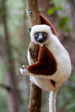 Verreaux's sifaka close up (Propithecus verreauxi), Andasibe National Park, Madagascar