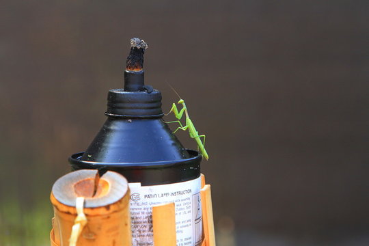 Religious amantis exploring the world around him