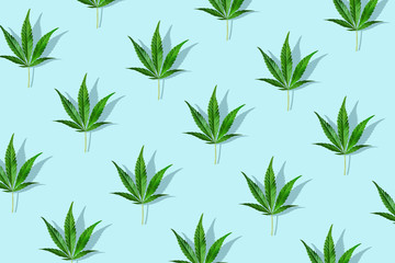 Naklejka na ściany i meble Trendy sunlight CBD pattern with green leaf cannabis on a light blue background. Minimal CBD OIL concept