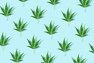 Trendy sunlight CBD pattern with green leaf cannabis on a light blue background. Minimal CBD OIL...