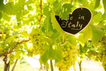 Fototapeta na wymiar Horizontal View of Close Up of Blackboard with the sentence Made in Italy in Blurred Plantation of White Table Grapes at Midday in August in Italy