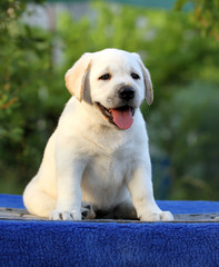 labrador puppy on a blue background