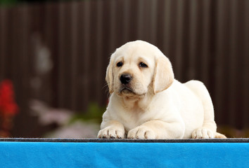 a nice labrador puppy on a blue background