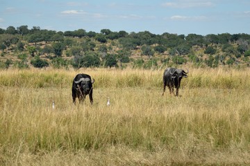Couple of buffalos