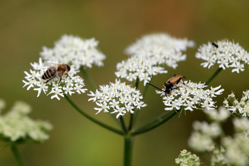 Biene und brauner Käfer Bockkäfer auf den weißen Blüten einer Wiesenblume mit Dolden